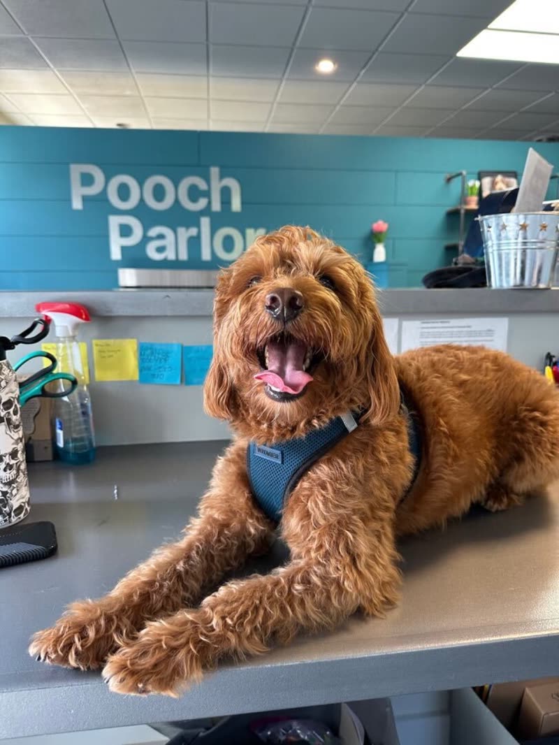 Red goldendoodle lying on a table in front of the teal reception wall and Pooch Parlor sign