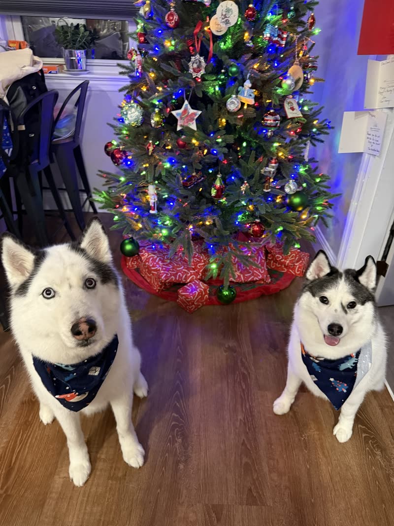 Two huskies in bandanas sitting in front of the decorated Christmas tree in the salon