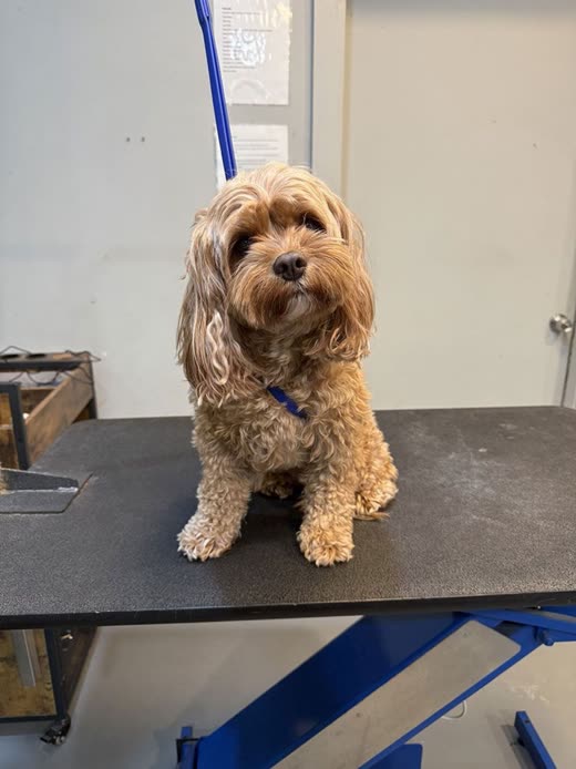 Freshly groomed apricot cockapoo sitting on the grooming table at Pooch Parlor