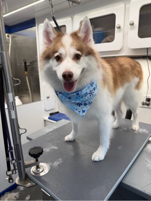 Copper-and-white husky in a bandana standing on the grooming table