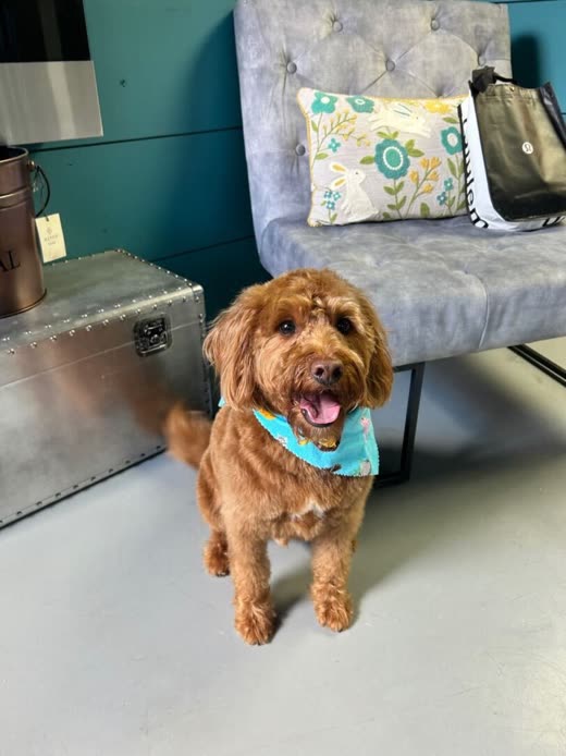 Small red doodle in a teal bandana after a groom, beside the grey chair