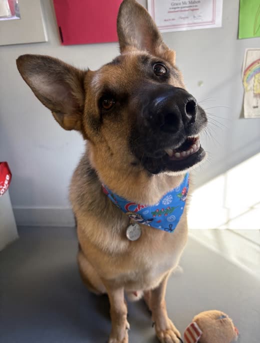 German shepherd in a blue bandana looking up in the salon